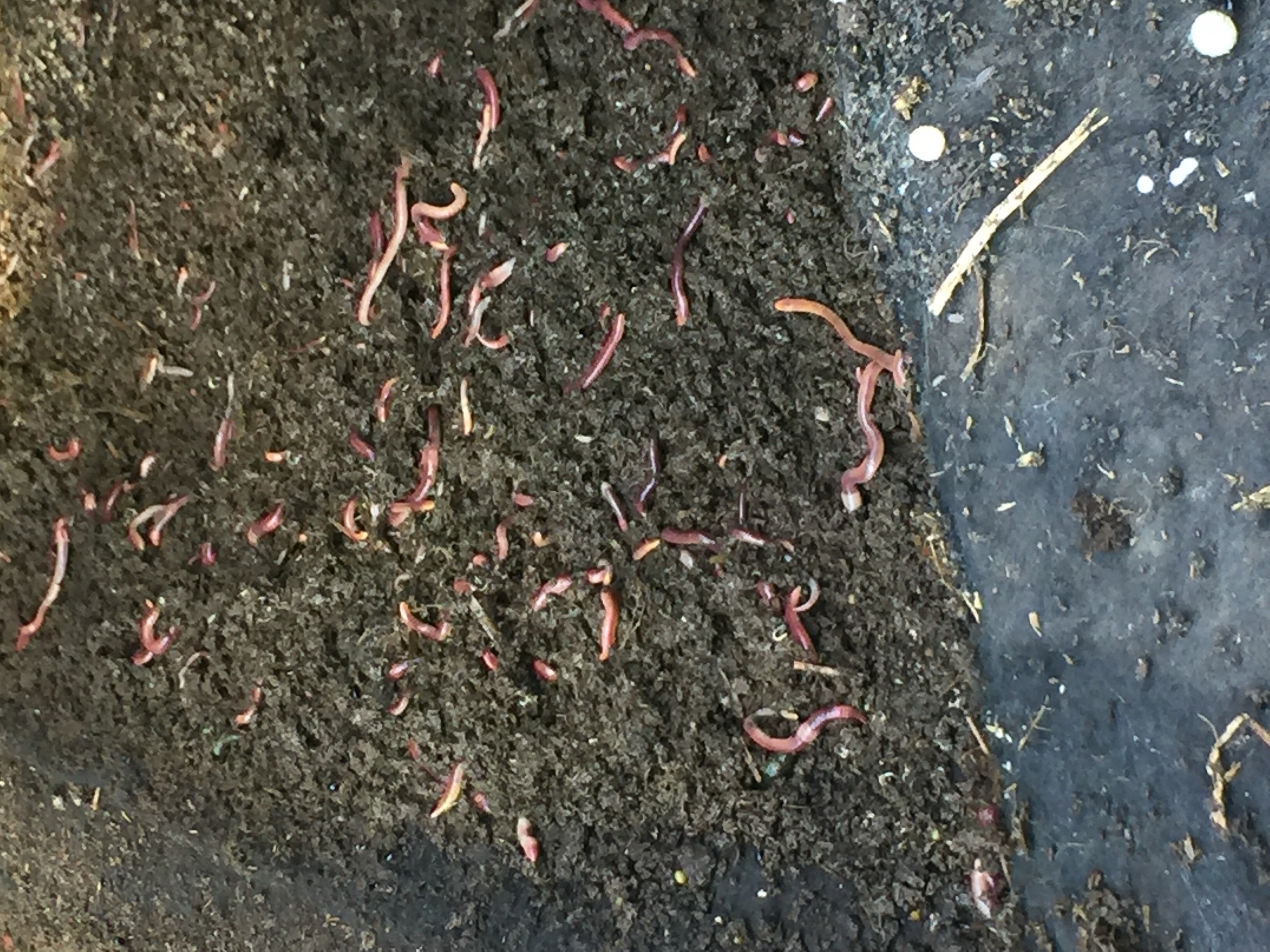 download worm fertilizer