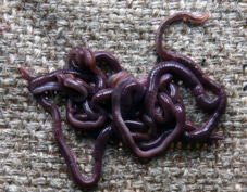 European Night Crawlers (As Breeders) – Worms For Worm Farms & Education